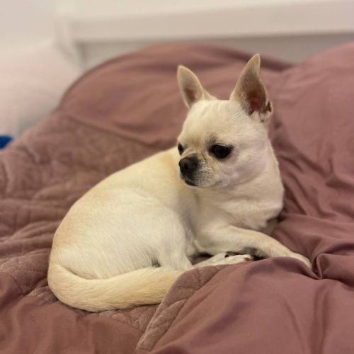 Chihuahua mâle pour saillie – orléans #3