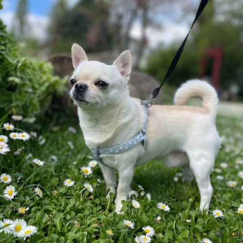 Chihuahua mâle pour saillie – orléans