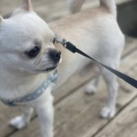 Chihuahua mâle pour saillie – orléans #1