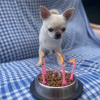 Chihuahua mâle pour saillie – orléans #5