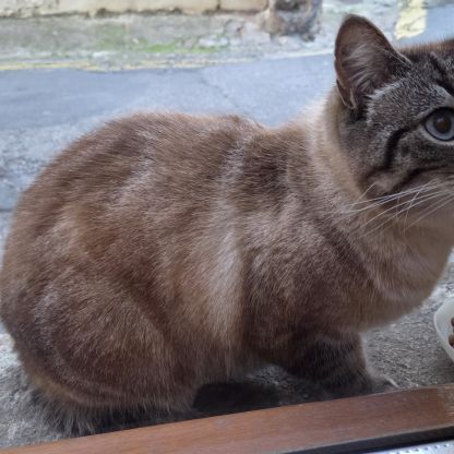 Femelle siamoise de 6 ans #2