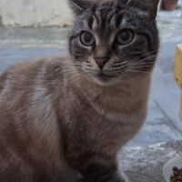 Femelle siamoise de 6 ans #0