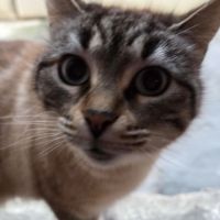 Femelle siamoise de 6 ans #3