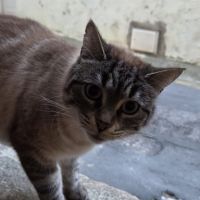 Femelle siamoise de 6 ans #4