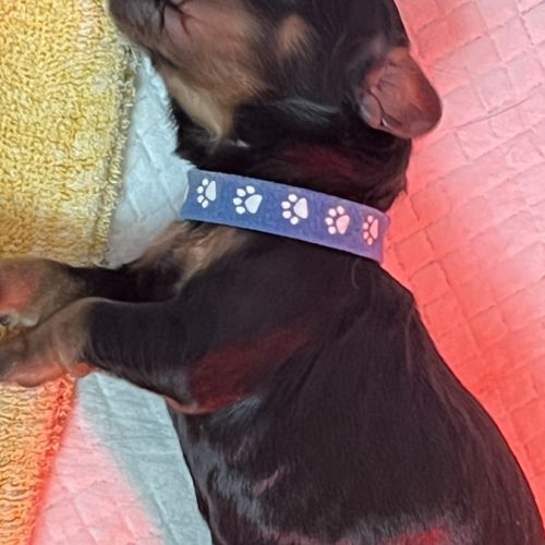 Magnifiques chiots cockers spaniels anglais #1