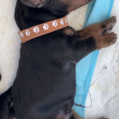 Magnifiques chiots cockers spaniels anglais #2