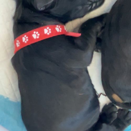 Magnifiques chiots cockers spaniels anglais #3