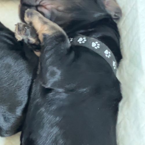 Magnifiques chiots cockers spaniels anglais #4