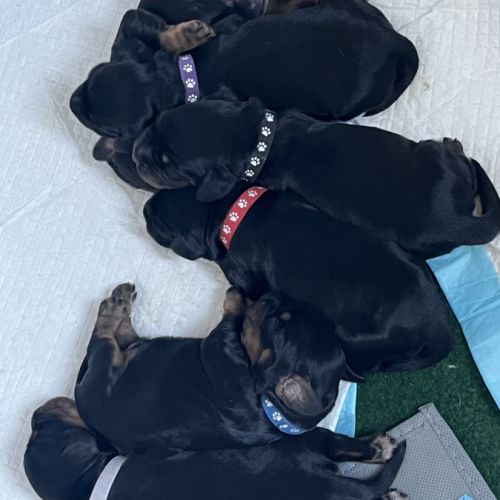 Magnifiques chiots cockers spaniels anglais #6