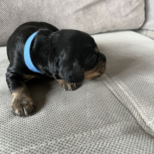 Magnifiques chiots cockers spaniels anglais #8