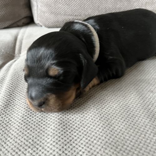 Magnifiques chiots cockers spaniels anglais #9