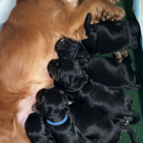 Magnifiques chiots cockers spaniels anglais