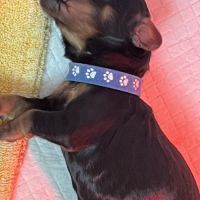 Magnifiques chiots cockers spaniels anglais #1