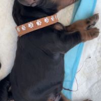 Magnifiques chiots cockers spaniels anglais #2