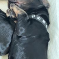 Magnifiques chiots cockers spaniels anglais #4