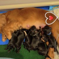 Magnifiques chiots cockers spaniels anglais #5