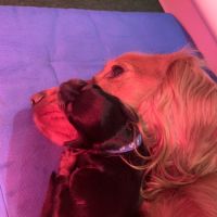 Magnifiques chiots cockers spaniels anglais #7