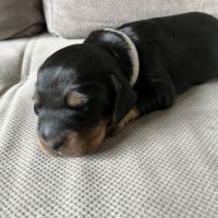 Magnifiques chiots cockers spaniels anglais #9