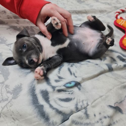 Chiot femelle staffie lof bleu et blanche #3