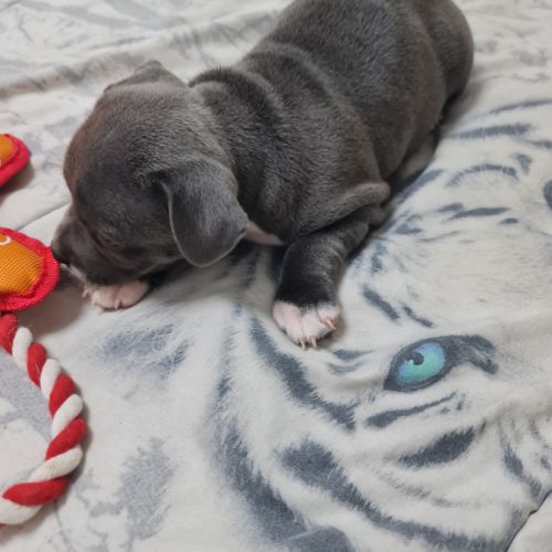 Chiot femelle staffie lof bleu et blanche #4