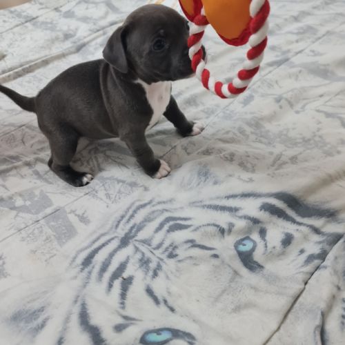 Chiot femelle staffie lof bleu et blanche #5