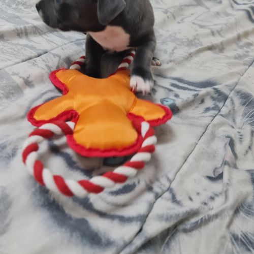 Chiot femelle staffie lof bleu et blanche #7