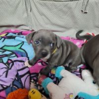 Chiot femelle staffie lof bleu et blanche #0