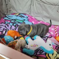 Chiot femelle staffie lof bleu et blanche #2