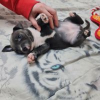 Chiot femelle staffie lof bleu et blanche #3