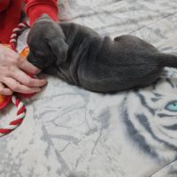 Chiot femelle staffie lof bleu et blanche #6