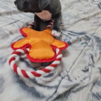 Chiot femelle staffie lof bleu et blanche #7