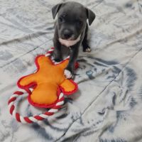 Chiot femelle staffie lof bleu et blanche #8