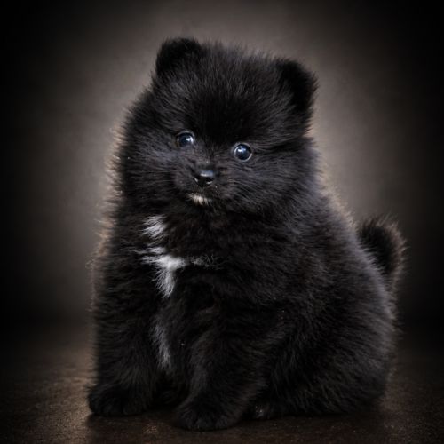 Spitz allemand