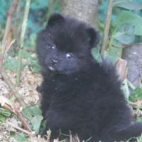 Spitz allemand