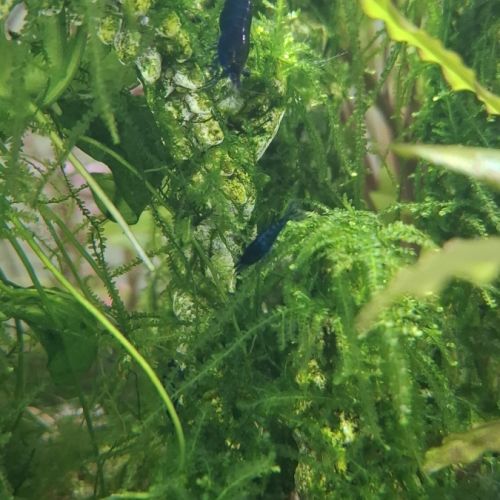 Crevettes blue velvet #2