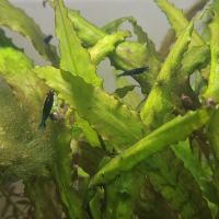 Crevettes blue velvet #1