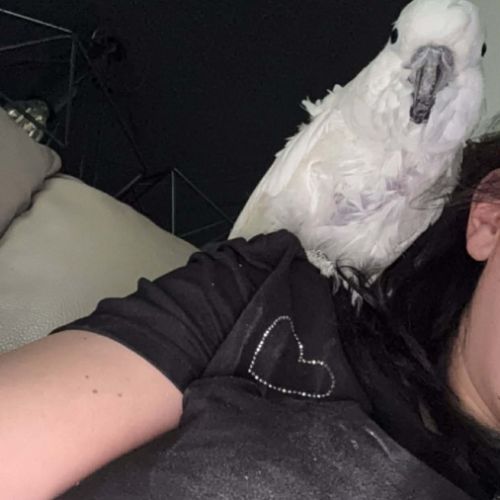 Perroquet cacatoès #0