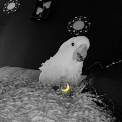 Perroquet cacatoès #2