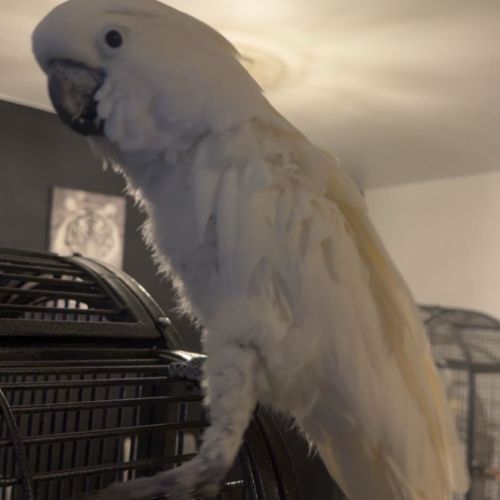 Perroquet cacatoès #4