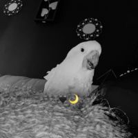 Perroquet cacatoès #2