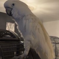 Perroquet cacatoès #4