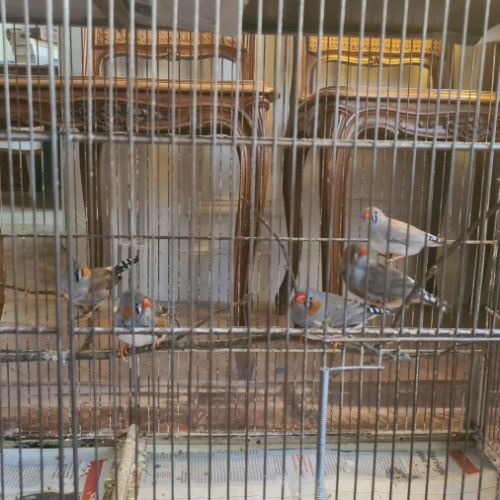 Magnifiques diamants mandarin #0