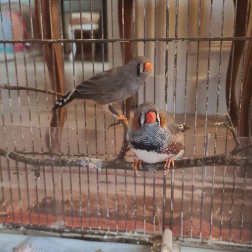 Magnifiques diamants mandarin #2