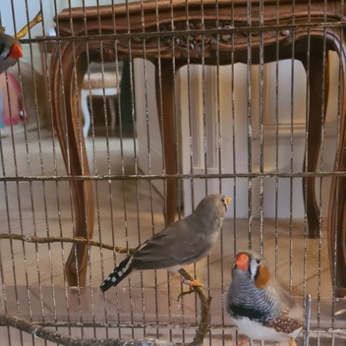 Magnifiques diamants mandarin #4