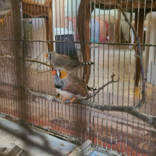 Magnifiques diamants mandarin #5