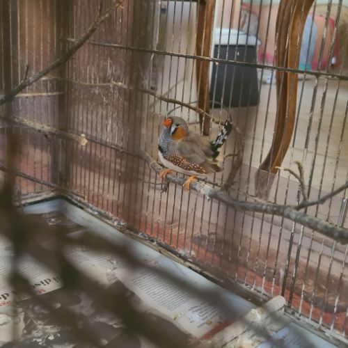 Magnifiques diamants mandarin #6