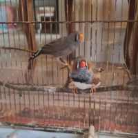 Magnifiques diamants mandarin #2