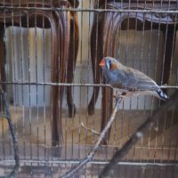 Magnifiques diamants mandarin #3