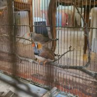 Magnifiques diamants mandarin #5