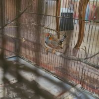 Magnifiques diamants mandarin #6